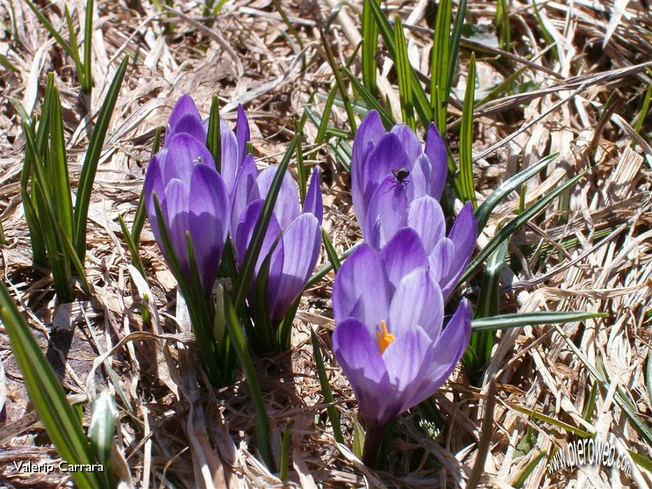 6°  Crocus .jpg